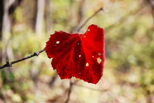 ky开元:天津新冠肺炎确诊病例增至117例 新增死亡病例1例(图3) ky开元